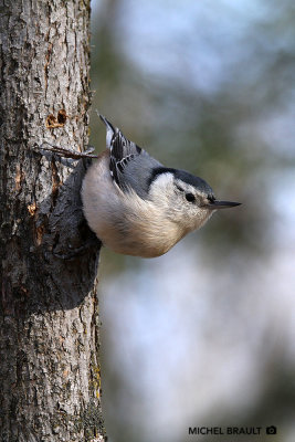 Sitelles - Nuthatches