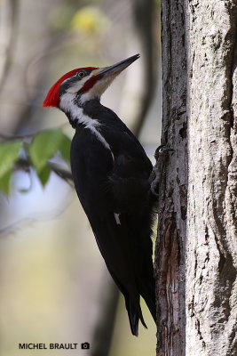 Grand Pic - Pileated Woodpecker