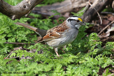 Bruant  gorge blanche - White-throated Sparrow