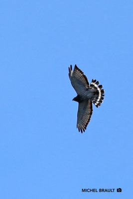 Petite Buse - Broad-Winged Hawk