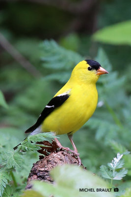 Chardonneret jaune - American Goldfinch