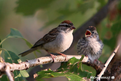 Bruants - Sparrows