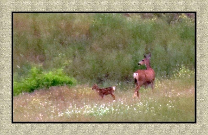 20 6 11 0445 Doe and Fawn