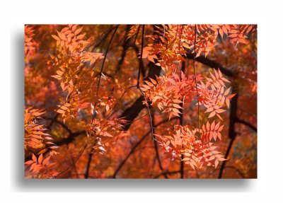 Boyce Thompson Arboretum - Chapter 10