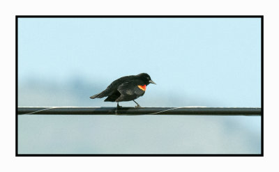 19 5 29 3694 Red-winged Blackbird