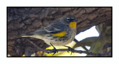 2019 12 14 4271 Yellow-rumped (Audubon's) Warbler