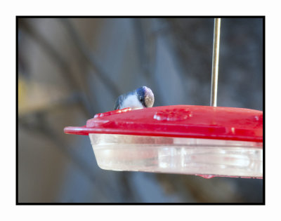 2019 12 14 4142 Violet-crowned hummingbird