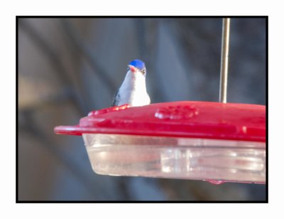 2019 12 14 4146 Violet-crowned hummingbird