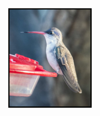 2019 12 14 4159 Violet-crowned hummingbird