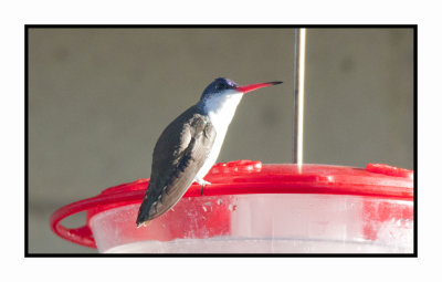 2019 12 14 4172 Violet-crowned hummingbird