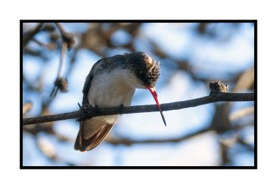 2019 12 14 4210 Violet-crowned hummingbird