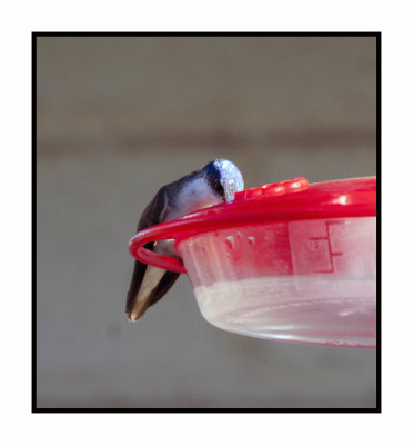 2019 12 14 4242 Violet-crowned hummingbird