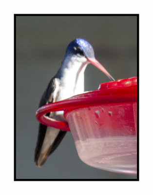 2019 12 14 4243 Violet-crowned hummingbird