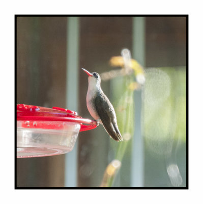 2019 12 14 4264 Violet-crowned hummingbird