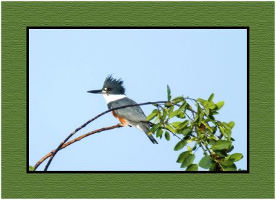 2019 12 11 3908 Belted Kingfisher
