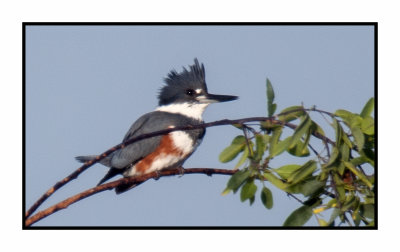 2019 12 11 3910 Belted Kingfisher