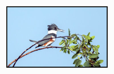 2019 12 11 3913 Belted Kingfisher