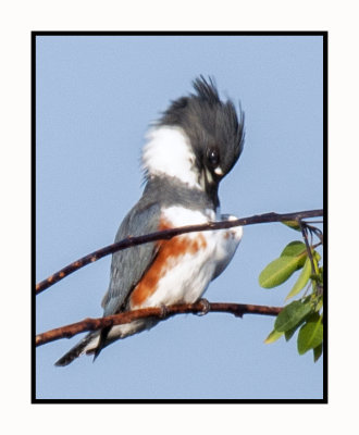 2019 12 11 3919 Belted Kingfisher