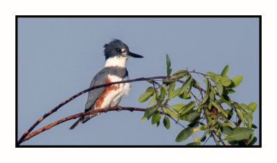 2019 12 11 3920 Belted Kingfisher