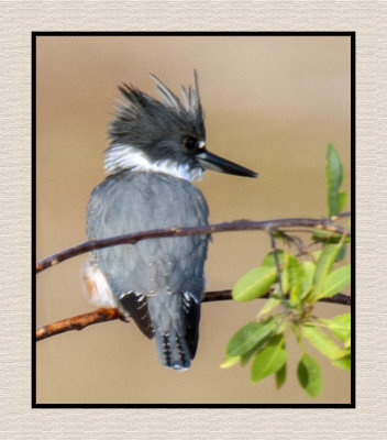 2019 12 11 3925 Belted Kingfisher
