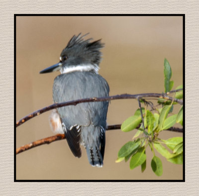 2019 12 11 3929 Belted Kingfisher