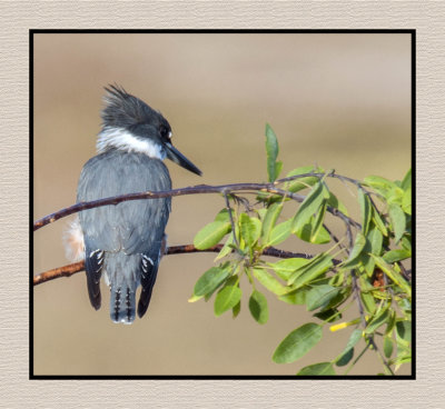 2019 12 11 3931 Belted Kingfisher