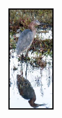 2019 12 11 3937 Reddish Egret