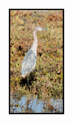 2019 12 11 4108 Reddish Egret