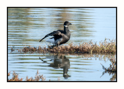 2019 12 11 4038 Brant