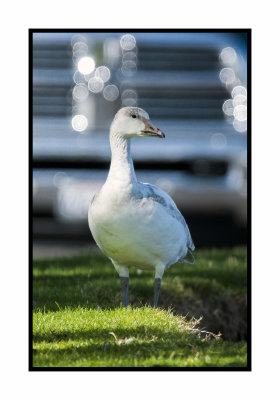 20 2 6 4316 Snow Goose