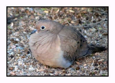 20 2 7 058 Mourning Dove