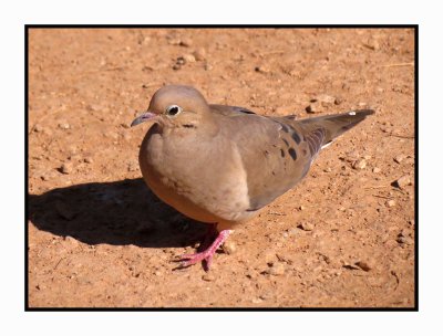 20 2 7 368 Mourning Dove