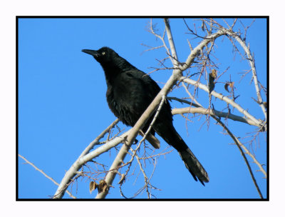 20 2 7 017 Great-tailed Grackle