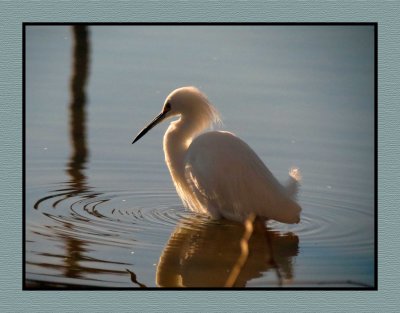 20 2 7 067 Snowy Egret