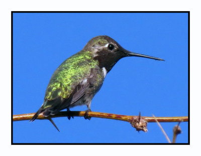 20 2 7 091 Costa's Hummingbird