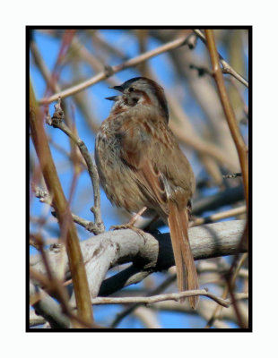 20 2 7 101 Song Sparrow