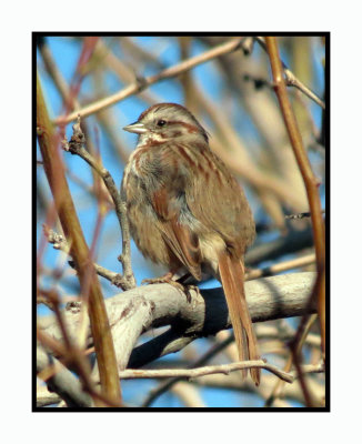 20 2 7 103 Song Sparrow
