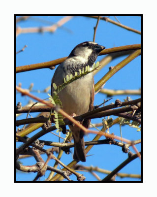 20 2 7 119 House Sparrow