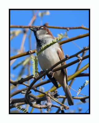 20 2 7 122 House Sparrow