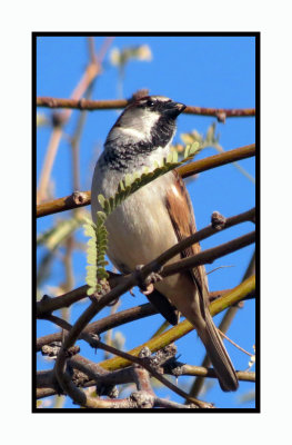 20 2 7 123 House Sparrow