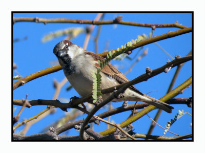 20 2 7 125 House Sparrow