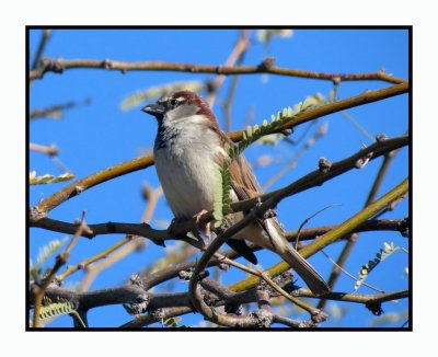 20 2 7 127 House Sparrow