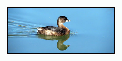 20 2 7 131 Pied-billed Grebe