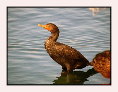 20 2 7 306 Double-crested Cormorant