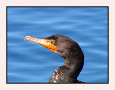 20 2 7 312 Double-crested Cormorant