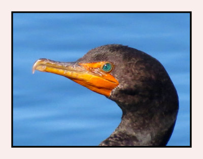 20 2 7 314 Double-crested Cormorant