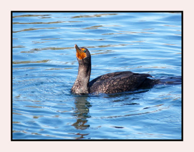 20 2 7 320 Double-crested Cormorant