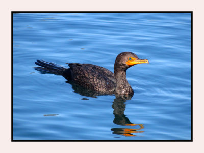 20 2 7 322 Double-crested Cormorant