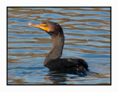 20 2 7 329 Double-crested Cormorant