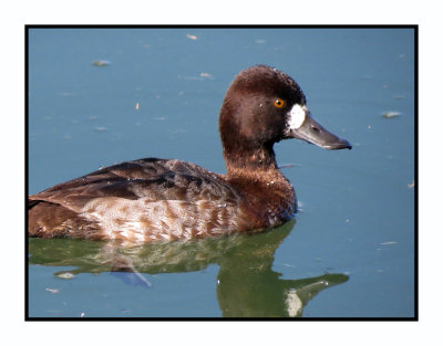 20 2 7 177 Lesser Scaup